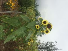 iphone_upload_pic-紫云台香草园