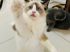-鼓捣猫呢主题猫咖店