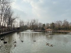 -溱湖国家湿地公园