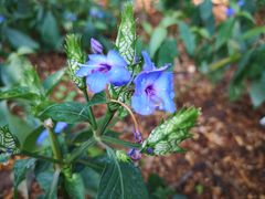 -中国科学院西双版纳热带植物园