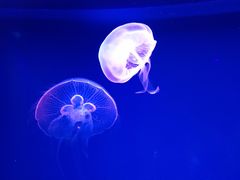 -芜湖新华联大白鲸海洋公园