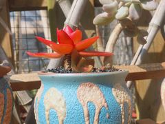 -兴福老面馆(寺路街店)