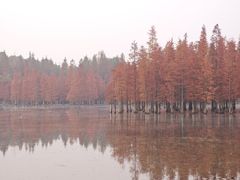 -白鹭湾湿地公园