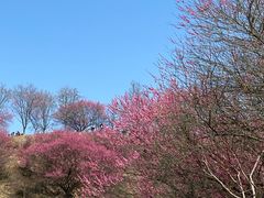 -新建村梅花