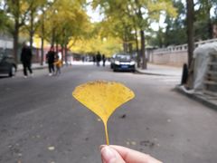 -三里屯东五街银杏大道