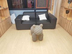 -猫十亿·布偶金渐层·曼基康矮脚猫舍(青年路店)