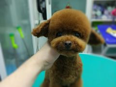 -达爱动物医院·犬猫分区·CT·复杂眼科(远洋山水分院)