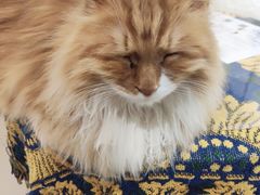 -平行世界·猫咖(首经贸店)