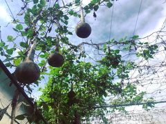 -马陆小张葡萄园农家乐