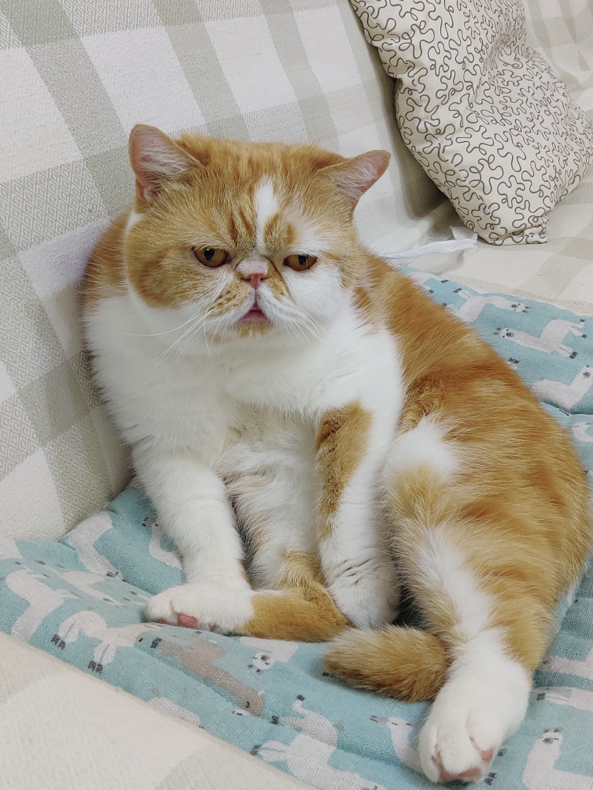 0元玩转这座城 我家可爱的加菲猫宝贝