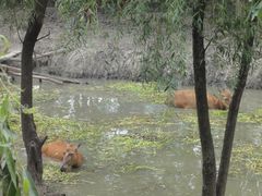 麋鹿-溱湖国家湿地公园