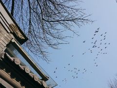 -北京国子监胡同