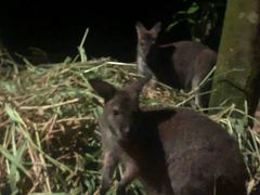 -夜间野生动物园