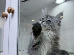 -青奢宠物·青奢猫舍