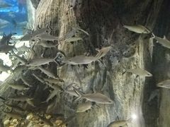 -成都浩海立方海洋公园