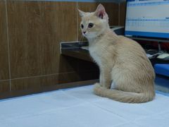 -瑞派名望24h动物医院异宠专科·猫专科·骨科·重症监护分院