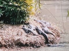 -中国扬子鳄村
