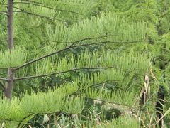 -昆山城市生态森林公园