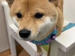 -瑞鹏宠物医院·宠保定点·心脏科·内科(御桥分院)