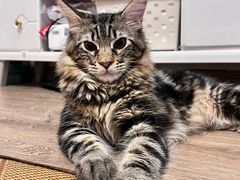 -Orangutan Bunker猩猩地堡酒吧(兰桂坊店)