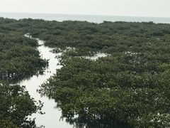 -北海金海湾红树林生态旅游区