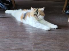 -猫岛主趣味餐厅(鼓浪屿店)
