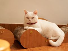 -有猫主题·治愈系猫咖(曾厝垵店)
