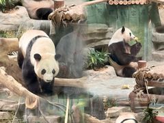 -灵玲国际马戏城