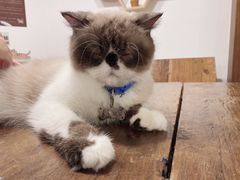 -喵园·猫主题咖啡厅·撸猫·猫咖(国贸店)