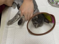 -瑞鹏宠物医院·爱宠堂·骨外专科(西荷分院)