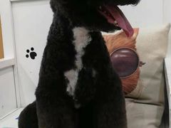 -瑞鹏宠物医院·夜间急症·心超·猫科(祖庙分店)