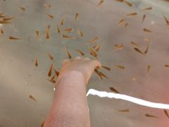 -上海大自然野生昆虫馆(东方明珠·爬宠昆虫探索中心)