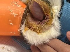 -瑞派福兴宠物医院犬猫全科·骨科·中西医结合(河东店)