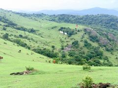 -大姆山草场