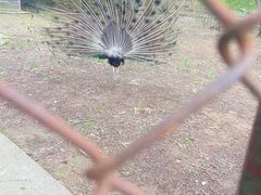 -金孔雀温泉旅游度假村