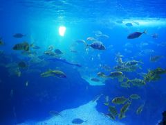 -海合安成都极地海洋公园