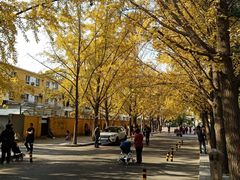 -三里屯东五街银杏大道