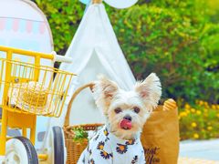 -超宠爱宠物摄影-Super pet