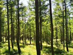 -塞罕坝国家级自然保护区