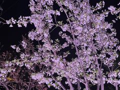 -西北湖绿化广场