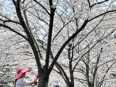 -高东镇樱花园