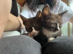 -楼上猫咖(罗湖店)