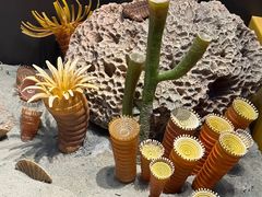 -贝林大翅鲸简餐厅(国家海洋博物馆店)