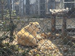 -合肥野生动物园