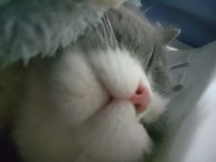 -喵zoo家庭繁育猫舍(尖东智能花园店)
