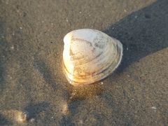 -奉贤海滩