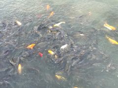 -武清南湖绿博园