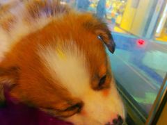 -乐宠宠物店(世纪金源店)