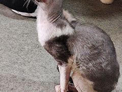 -猫爪屋猫咖(乐汇城店)