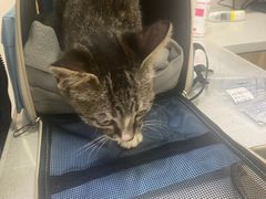 -萌兽医馆·犬猫专科·眼科中心·宠物医院(朝阳门分院)